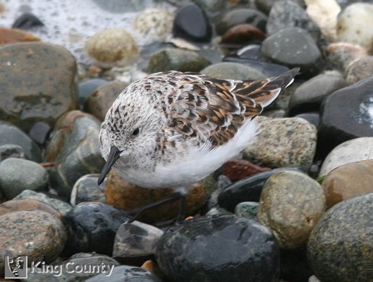 Photo of Calidris alba